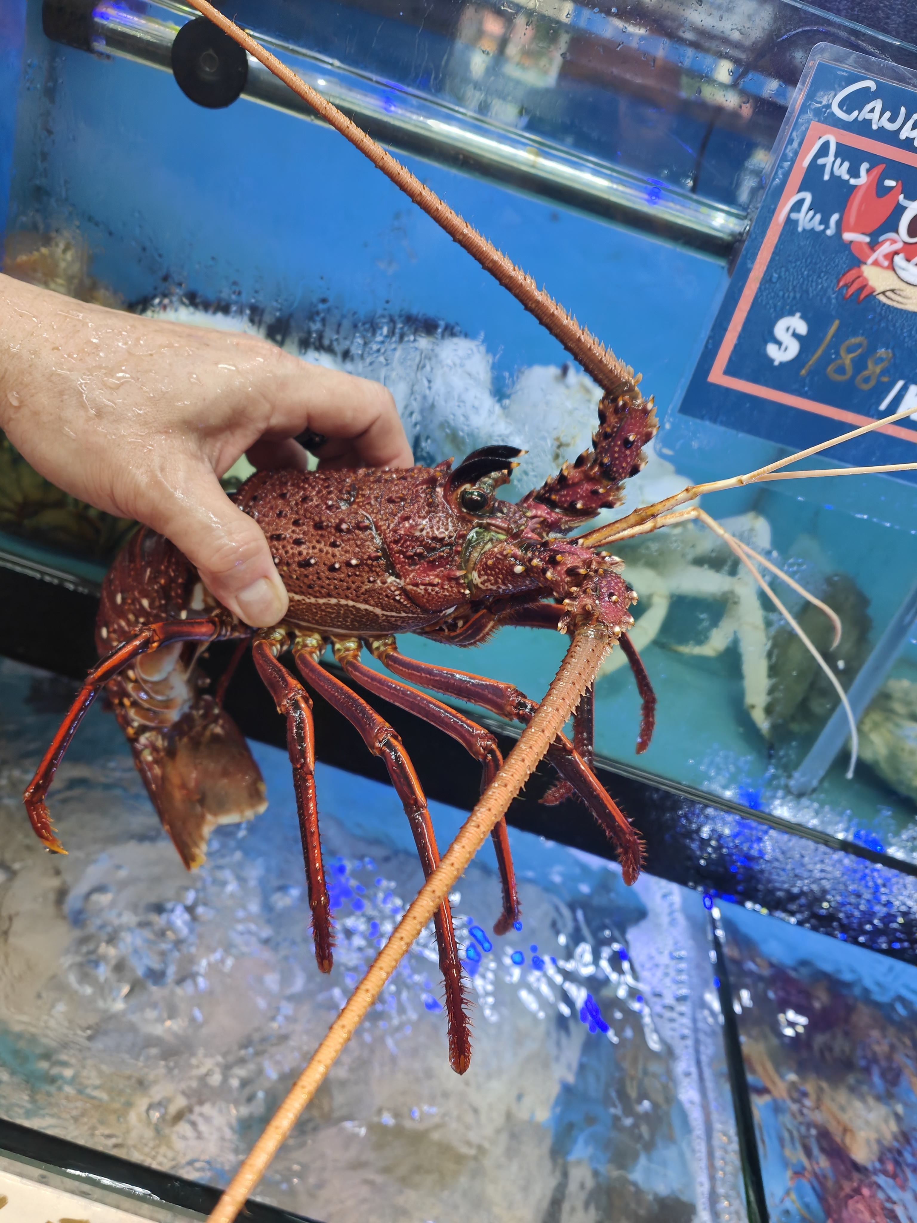Australian Rock Lobster