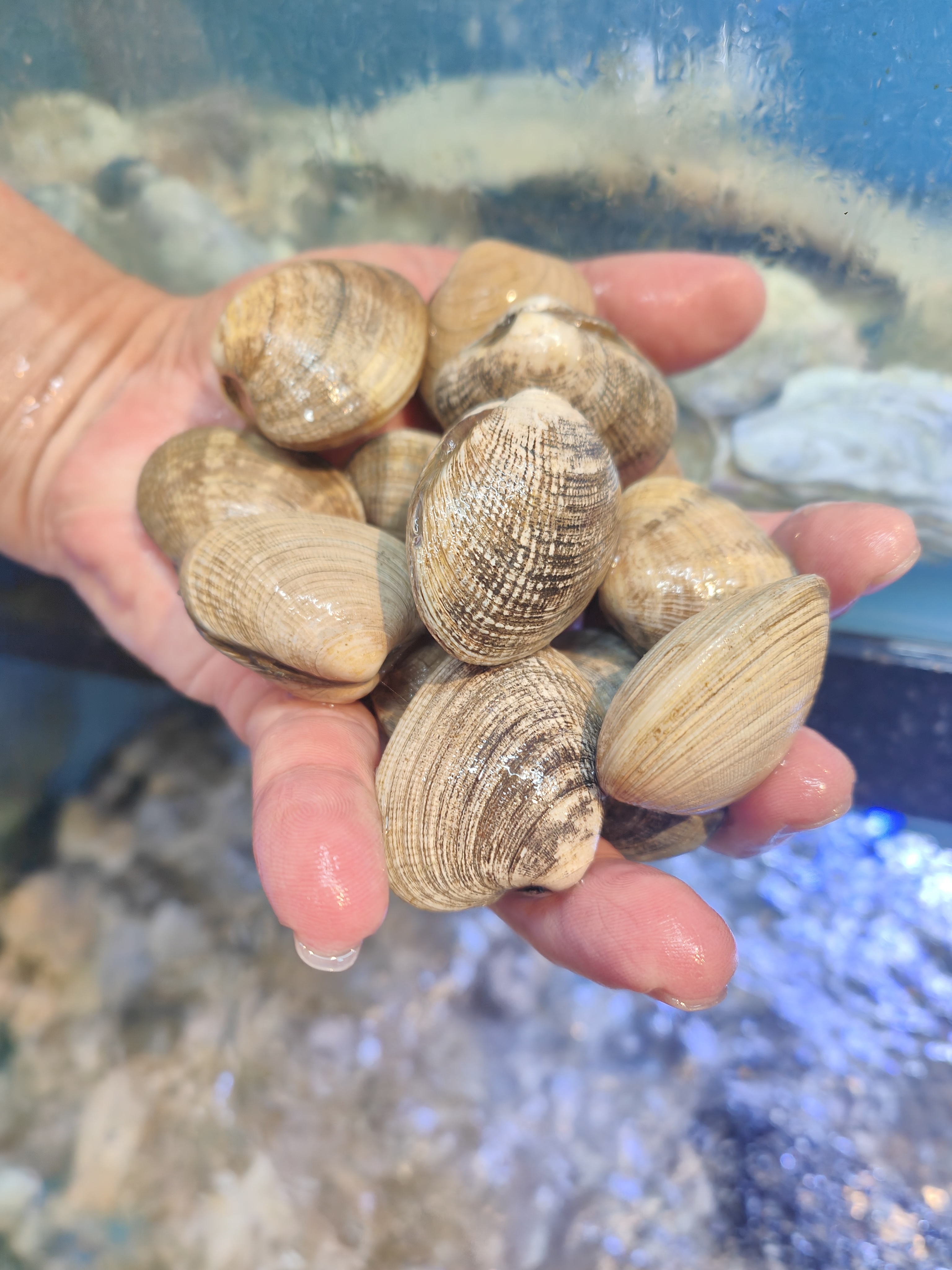 Manila clams
