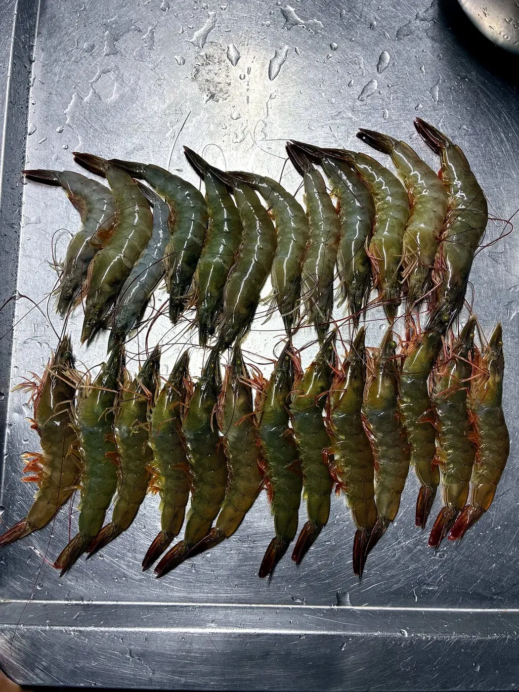 Large live Vannamei prawns, approximately 20 pieces per kilogram